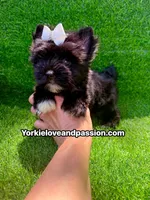Black female , a female Yorkshire Terrier for sale in Pensacola, FL – 7 of 10