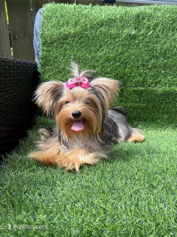 Small blue  Merle female  – Yorkshire Terrier puppy for sale in Pensacola, FL