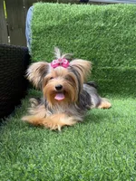 Small blue  Merle female , a female Yorkshire Terrier for sale in Pensacola, FL – 1 of 10