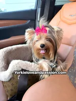 Kiki small blue Merle Female , a female Yorkshire Terrier for sale in Pensacola, FL – 5 of 9