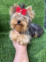 Blue Merle female , a female Yorkshire Terrier for sale in Pensacola, FL – 7 of 7