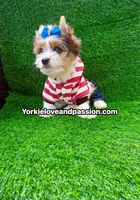 Parti Merle male , a male Yorkshire Terrier for sale in Pensacola, FL – 6 of 9
