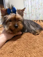 Sable male , a male Yorkshire Terrier for sale in Pensacola, FL – Photo 7 of 7