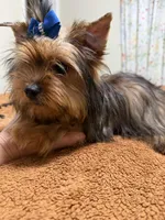 Sable male , a male Yorkshire Terrier for sale in Pensacola, FL – Photo 5 of 7