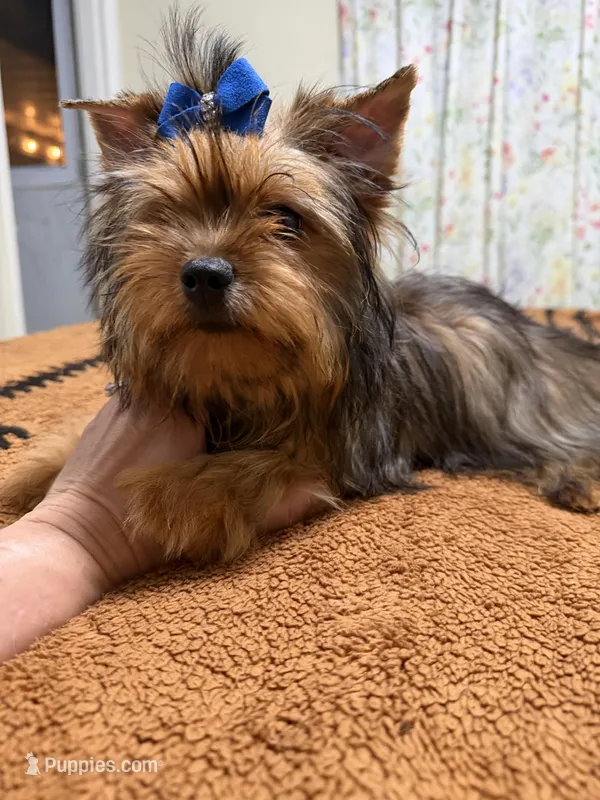 Sable male  – Yorkshire Terrier puppy for sale in Pensacola, FL