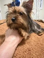 Sable male , a male Yorkshire Terrier for sale in Pensacola, FL – Photo 2 of 7