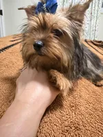 Sable male , a male Yorkshire Terrier for sale in Pensacola, FL – Photo 3 of 7