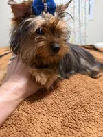 Sable male , a male Yorkshire Terrier for sale in Pensacola, FL – Photo 6 of 7