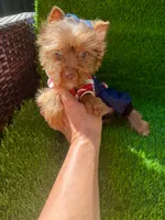 Chocolate male , a male Yorkshire Terrier for sale in Pensacola, FL – 4 of 9