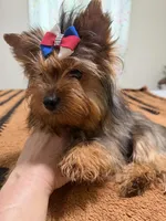 Sable male , a male Yorkshire Terrier for sale in Pensacola, FL – 8 of 10