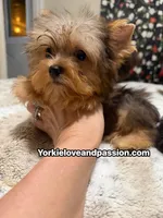 Blue Merle male , a male Yorkshire Terrier for sale in Pensacola, FL – 3 of 10