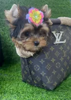 Babydoll traditional female , a female Yorkshire Terrier for sale in Pensacola, FL – 8 of 10