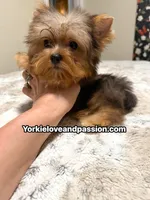Blue Merle male , a male Yorkshire Terrier for sale in Pensacola, FL – 1 of 10