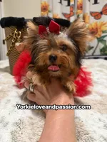 Small traditional female , a female Yorkshire Terrier for sale in Pensacola, FL – 7 of 10