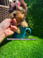 Babydoll blue Merle female , a female Yorkshire Terrier for sale in Pensacola, FL – 5 of 10