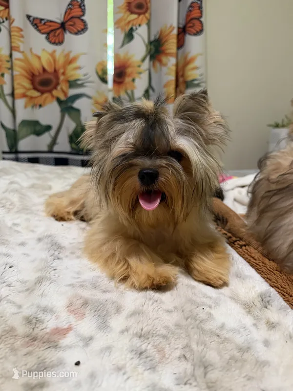 sable female – Yorkshire Terrier puppy for sale in Pensacola, FL