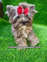 Black Merle female , a female Yorkshire Terrier for sale in Pensacola, FL – 8 of 10