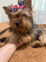 Sable male , a male Yorkshire Terrier for sale in Pensacola, FL – 3 of 10