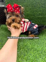 Traditional male , a male Yorkshire Terrier for sale in Pensacola, FL – 9 of 10