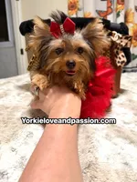 Small traditional female , a female Yorkshire Terrier for sale in Pensacola, FL – 3 of 10