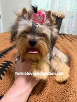 sable female, a female Yorkshire Terrier for sale in Pensacola, FL – 4 of 9