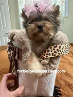Small sable female, a female Yorkshire Terrier for sale in Pensacola, FL – Photo 4 of 9
