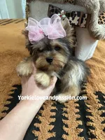 Small sable female, a female Yorkshire Terrier for sale in Pensacola, FL – Photo 2 of 9