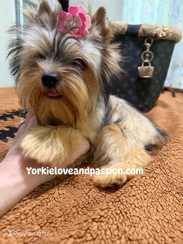sable female – Yorkshire Terrier puppy for sale in Pensacola, FL