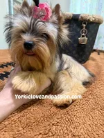 sable female, a female Yorkshire Terrier for sale in Pensacola, FL – 1 of 9