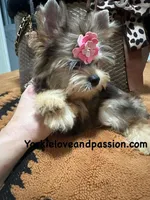 Small sable female, a female Yorkshire Terrier for sale in Pensacola, FL – Photo 10 of 10