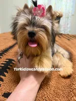 sable female, a female Yorkshire Terrier for sale in Pensacola, FL – 9 of 9