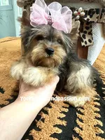 Small sable female, a female Yorkshire Terrier for sale in Pensacola, FL – Photo 9 of 9