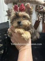 Small sable female, a female Yorkshire Terrier for sale in Pensacola, FL – Photo 6 of 10