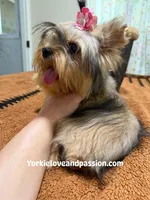 sable female, a female Yorkshire Terrier for sale in Pensacola, FL – 8 of 9