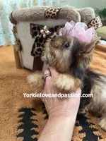 Small sable female, a female Yorkshire Terrier for sale in Pensacola, FL – Photo 3 of 9