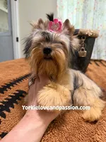 sable female, a female Yorkshire Terrier for sale in Pensacola, FL – 6 of 9