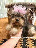 Small sable female, a female Yorkshire Terrier for sale in Pensacola, FL – Photo 6 of 9