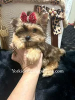 Small sable female, a female Yorkshire Terrier for sale in Pensacola, FL – Photo 4 of 10