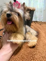 sable female, a female Yorkshire Terrier for sale in Pensacola, FL – 3 of 9