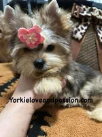 Small sable female, a female Yorkshire Terrier for sale in Pensacola, FL – Photo 8 of 10