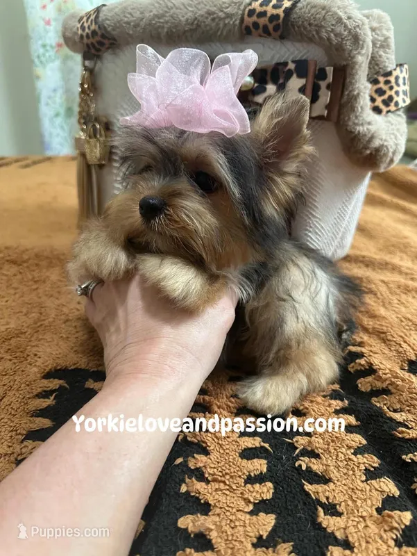 Small sable female – Yorkshire Terrier puppy for sale in Pensacola, FL