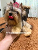 sable female, a female Yorkshire Terrier for sale in Pensacola, FL – 2 of 9
