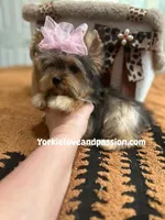 Small sable female, a female Yorkshire Terrier for sale in Pensacola, FL – Photo 5 of 9