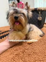 sable female, a female Yorkshire Terrier for sale in Pensacola, FL – 5 of 9
