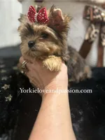 Small sable female, a female Yorkshire Terrier for sale in Pensacola, FL – Photo 3 of 10