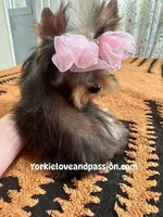 Small sable female, a female Yorkshire Terrier for sale in Pensacola, FL – Photo 8 of 9