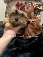 Small sable female, a female Yorkshire Terrier for sale in Pensacola, FL – Photo 5 of 10