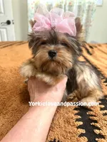 Small sable female, a female Yorkshire Terrier for sale in Pensacola, FL – Photo 7 of 9