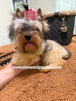 sable female, a female Yorkshire Terrier for sale in Pensacola, FL – 7 of 9