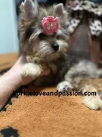 Small sable female, a female Yorkshire Terrier for sale in Pensacola, FL – Photo 7 of 10